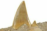 Otodus Shark Tooth Fossil in Rock - Morocco #230938-2